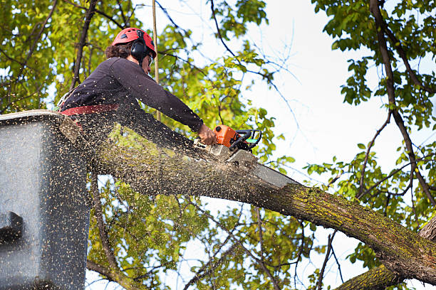 Best Tree Risk Assessment  in Versailles, KY